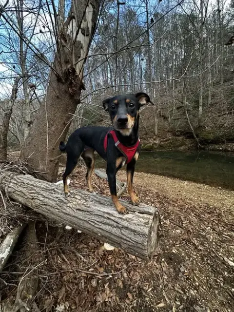 Millie photo 5