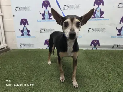 Chico
