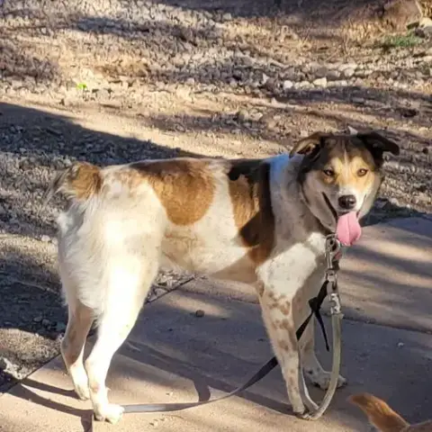 Django photo 4