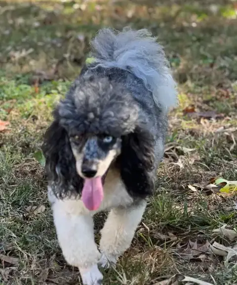 Simba photo 4