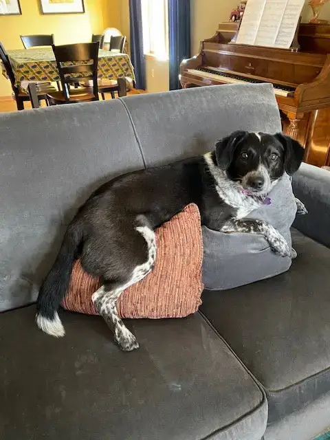 Ziggy photo 4