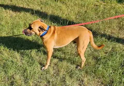 Chauncey photo 4