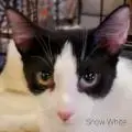 Snow White