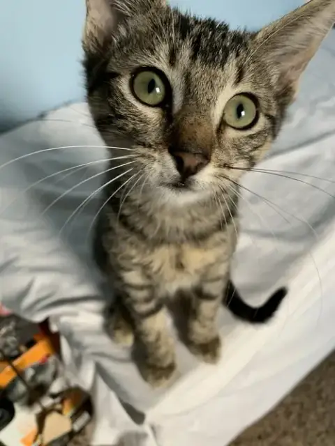 Rosemary photo 4