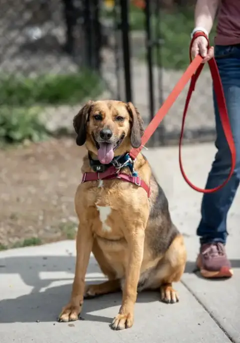 Buster Brown