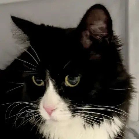 Ferris Mewler photo 3