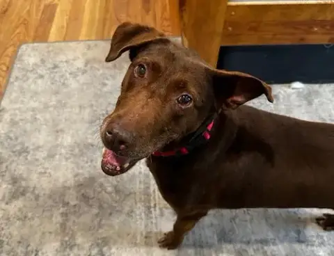 Brownie