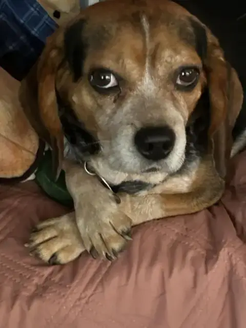 Charlie *Adoption Pending*