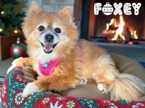Foxey