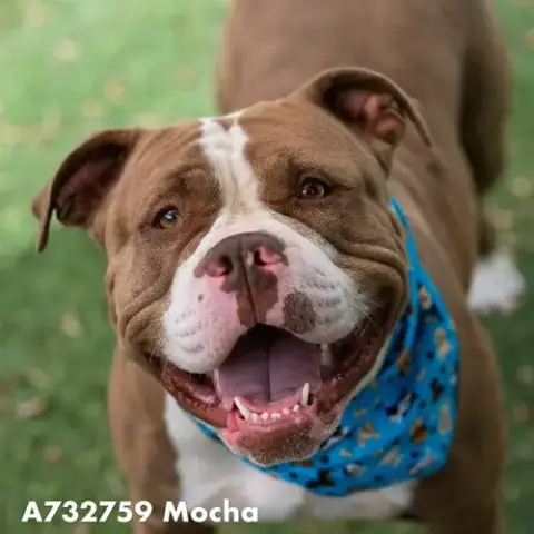 Mocha