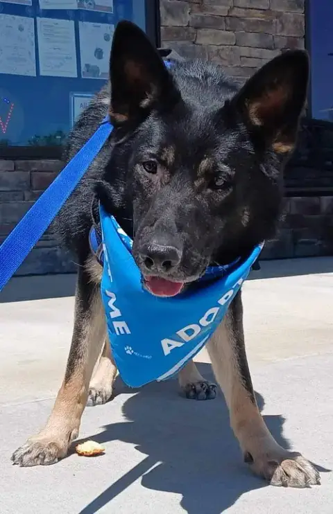 Ziva