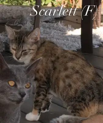 Scarlet