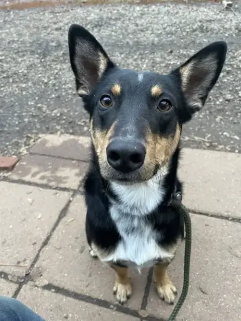 Snickers