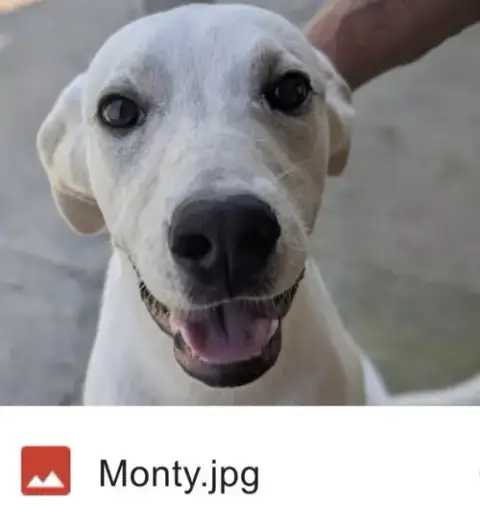 Monty photo 2