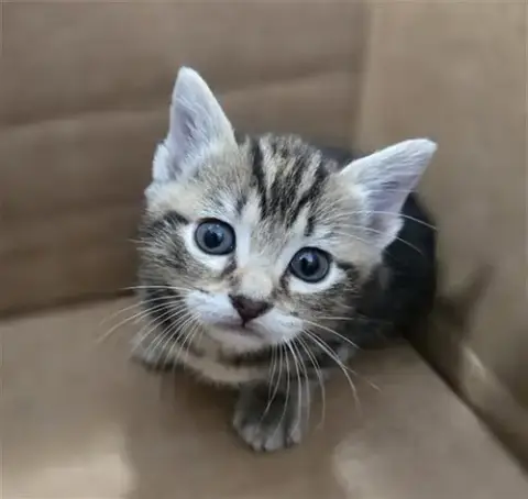 Sesame