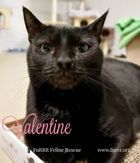 Valentine photo 4