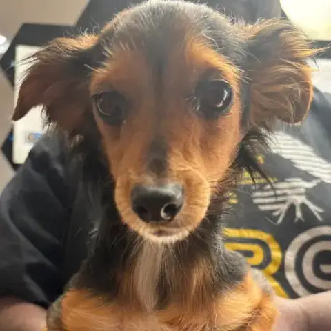 Rocko