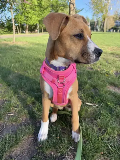 Sasha photo 2