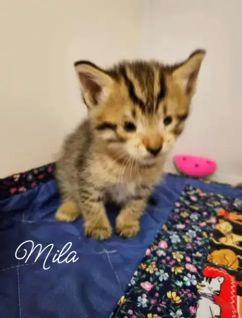 Mila  *Kitten*