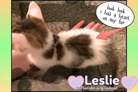 Leslie photo 4
