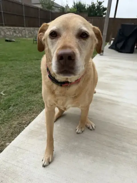 Piper
