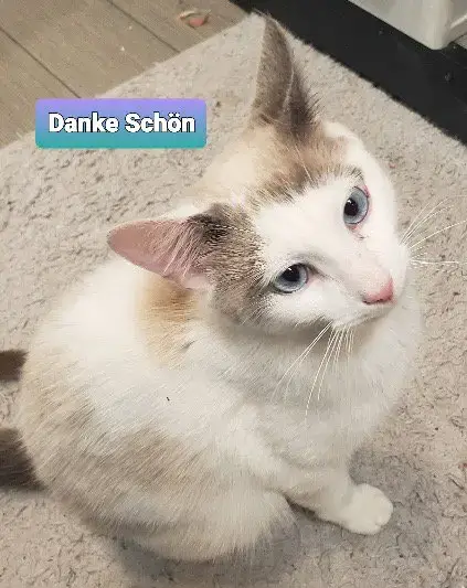 Danke Schön photo 3