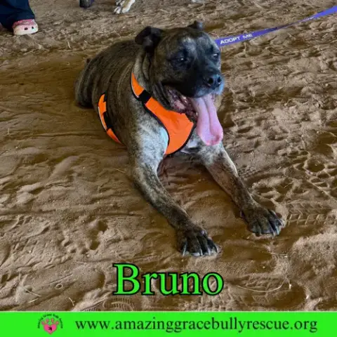 Bruno photo 2