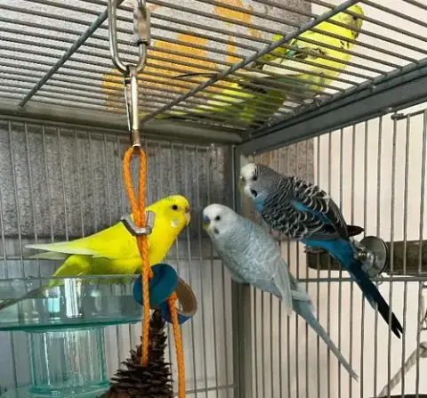 Rita Coco Bleu Kiwi photo 2