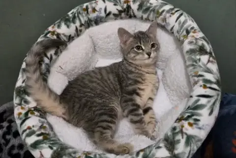 Rosie