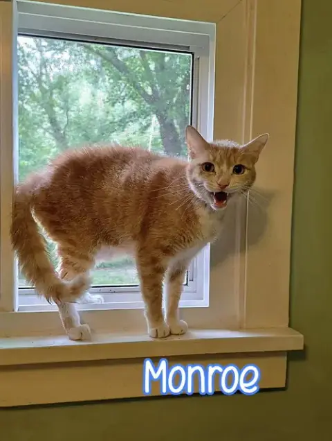 Monroe photo 4
