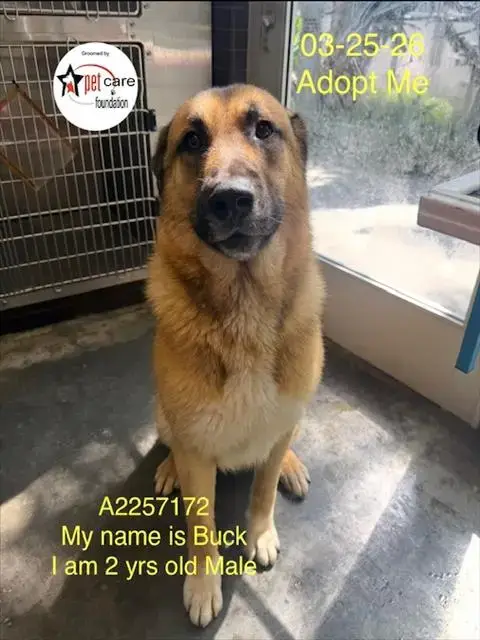 Buck