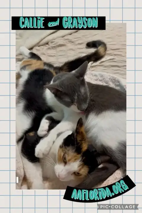 Callie & Grayson photo 4