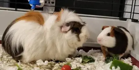 Pedro & Popsicle photo 5