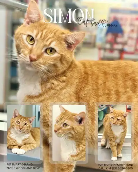 Simon photo 2