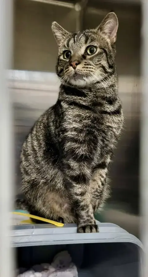 Heinz