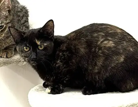 Kitten Gorgeous Galaxy photo 2