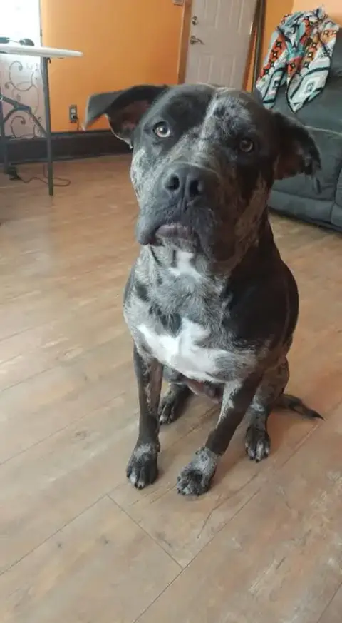 Diesel- Os
