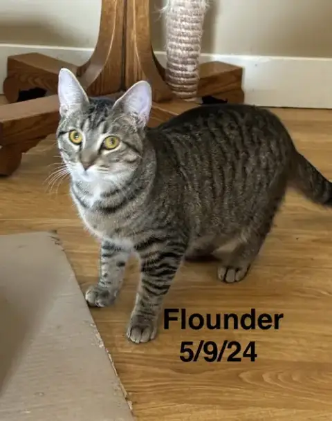 Flounder -The Fondy Fish Litter