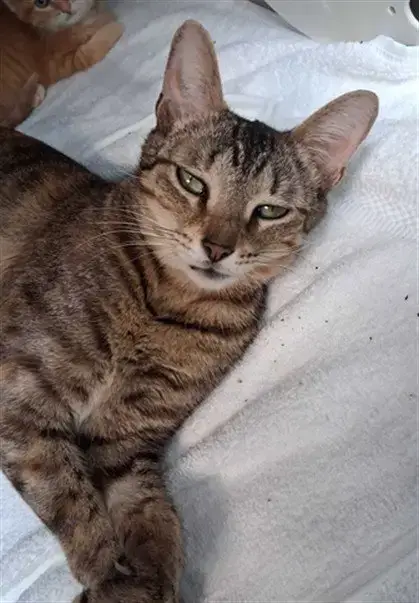 Chalupa