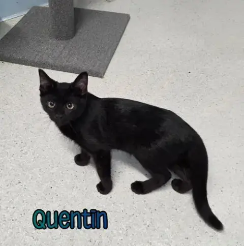 Quentin photo 4