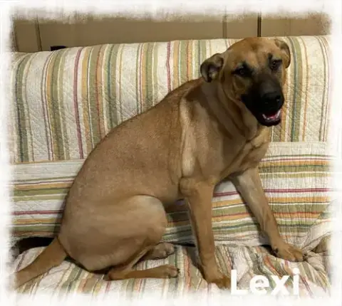 Lexi photo 2