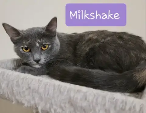 Milkshake photo 3