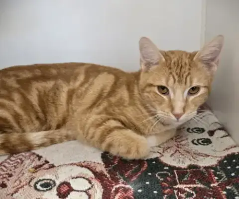 Nacho