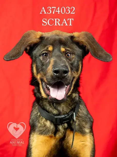 Scrat