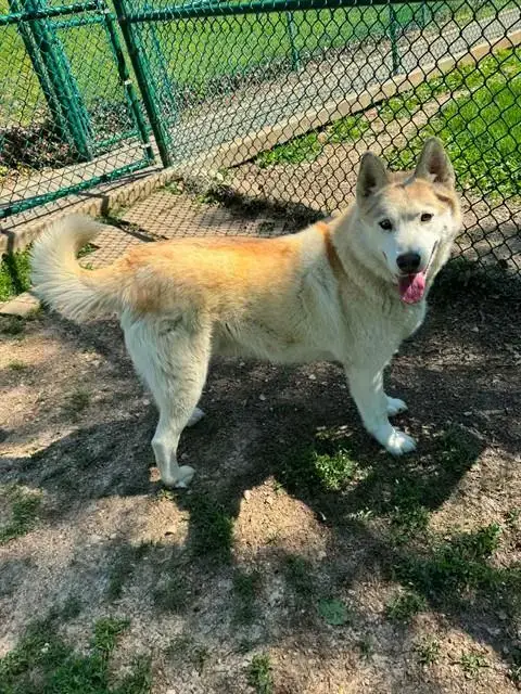 Simba