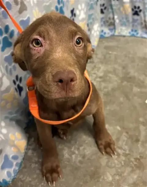 Brownie