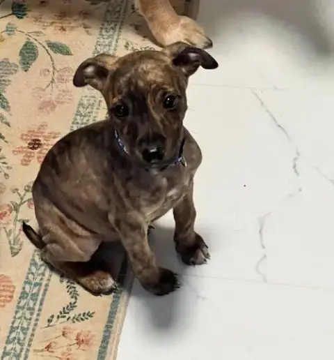 Harper