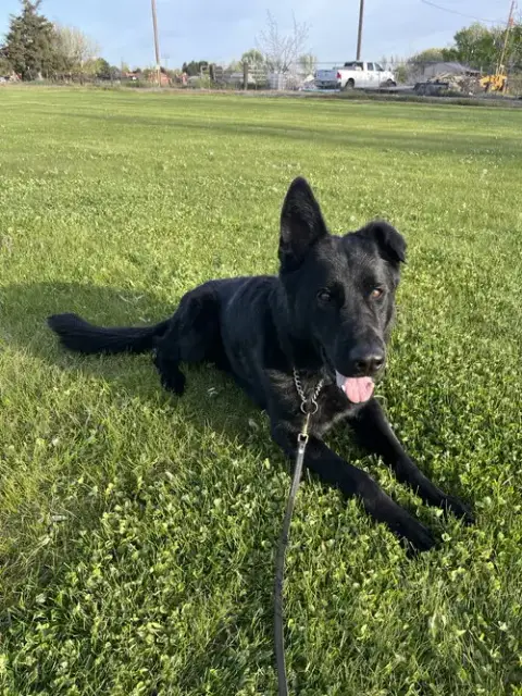 Adoption Pending photo 2