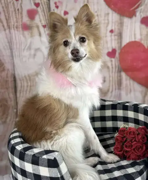 Pippi photo 2
