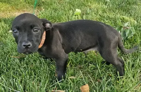 Puppy Elvis photo 4